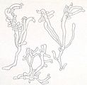 Tavola tratta da Kuckuck (1907) che illustra la ramificazione delle vescicole